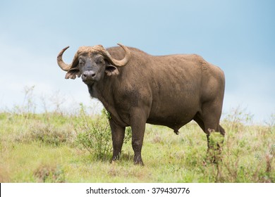 Single buffalo on African Serengeti