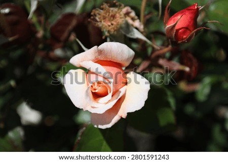 single buff-peach colored shrub rose, large red bud, rich green foliage (Perle-d'Or)(macro, close-up, stunning, strong-sunlight)