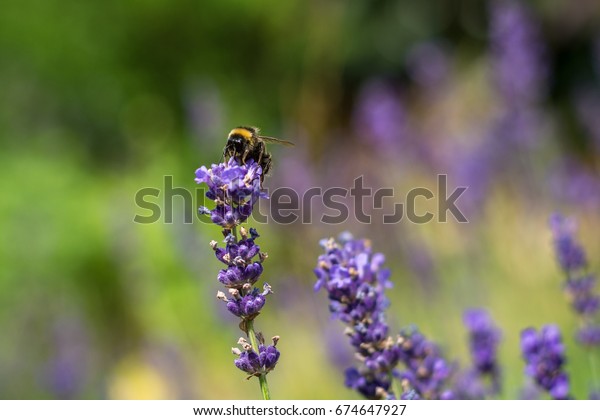 Single\
bumble bee on lilac flower in summer from the\
side