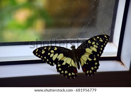 Single butterfly on the window looking out of the window - Black-Yellow butterfly, Athyma spp. - Family MYMPHALIDAE