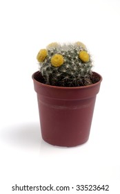 single cactus