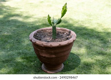 Single Cactus in a Large Terracotta Pot - Powered by Shutterstock