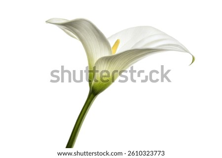 A single calla lily, elegantly presented against a stark black background. The flower's delicate white petals and yellow spadix are highlighted.