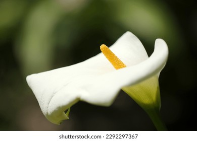 Single Calla lily flower under the afternoon sunlight. With dark black background, close up macro photography. - Powered by Shutterstock