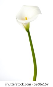 Single Calla Lily Isolated On White Background