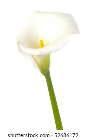 Single Calla Lily Isolated On White Background