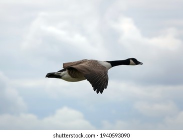 A Single Canadian Goose Flying In The Air