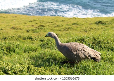 Single Cape Barron Goose At Penguin Parade, Phillip Island, Australia