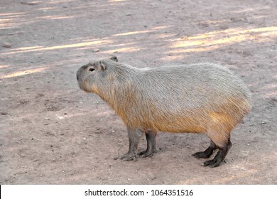Single Capybara, known also as Chiguire or Carpincho, Hydrochoerus hydrochaeris, in a zoological garden - Shutterstock ID 1064351516