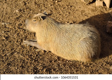 Single Capybara, known also as Chiguire or Carpincho, Hydrochoerus hydrochaeris, in a zoological garden - Shutterstock ID 1064351531