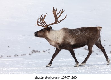 Single caribou  on pastures in the mountains of Kamchatka in Russia