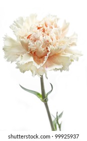 Single Carnation Flower (Dianthus) On White Background