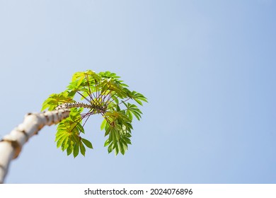 Single cassava tree with green leaves on clear sky background