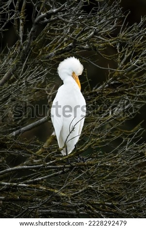 A single cattel egret in a tree in fall, vertical, minimalism, dark background