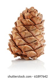 Single Cedar Cone Isolated On White Background