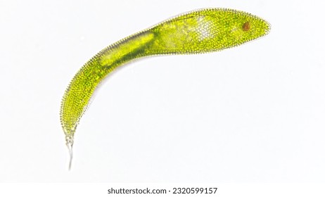 Single cell flagellate eukaryotes, Euglena spirogyra. Live cell. Selective focus image