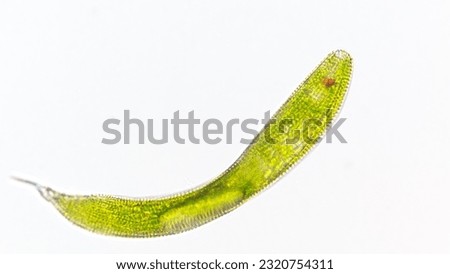 Single cell flagellate eukaryotes, Euglena spirogyra. Live cell. Selective focus image