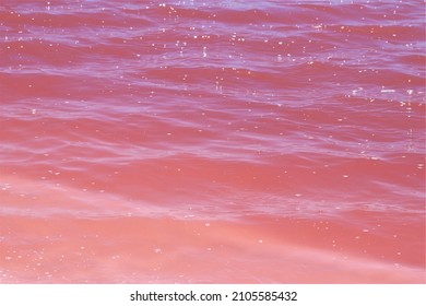 Single celled organisms known as halobacteria thrive in harsh salty environments these tiny microbes cause the water to look pink in color.