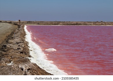 Single Celled Organisms Known As Halobacteria Thrive In Harsh Salty Environments These Tiny Microbes Cause The Water To Look Pink In Color.