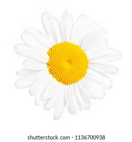 Single Chamomile Flower Close Up Isolated On White Background. Macro. Top View