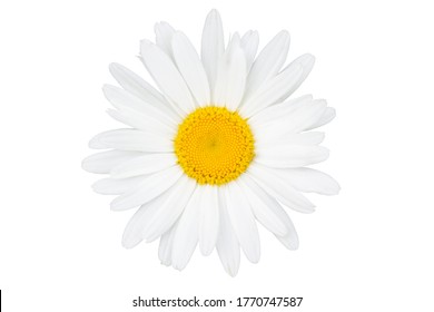 Single Chamomile Flower Top View Close-up Isolated On A White Background.