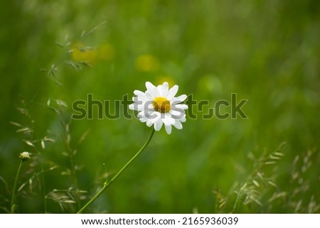 single chamomile on a blurry green grass background