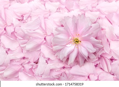 Single cherry blossom on top of cherry blossom petals, top view. Cherry blossom backdrop. Wedding concept or party decoration. Soft pink and white flowers with bokeh background. Copy space.