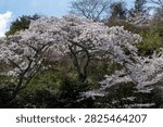 A single cherry tree in full bloom reaches into the clear blue sky on the slopes of Mount Tonomine in Nara.