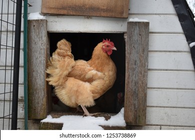 Single Chicken Standing In The Doorway Of A Coop In Winter Snow