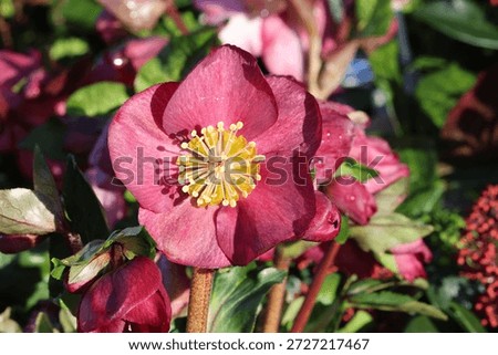 Single close up of intense deep red hellebore.  Helleborus x iburgensis HGC Ice N' Roses Bennotta