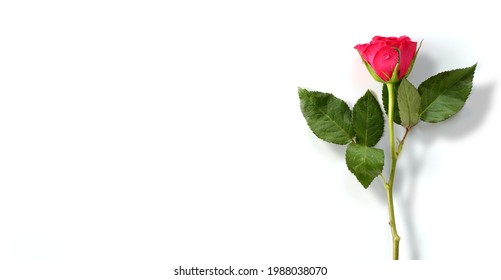 Single Close Up Red Rose On White Background. Beautiful One Flower Over White Background. Isolated Rose Flower Over White.