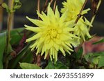 Single, close up, spiky, dramatic and showy large yellow dahlia flower.  Dahlia 