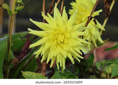 Single, close up, spiky, dramatic and showy large yellow dahlia flower.  Dahlia 'Trooper Dan' 