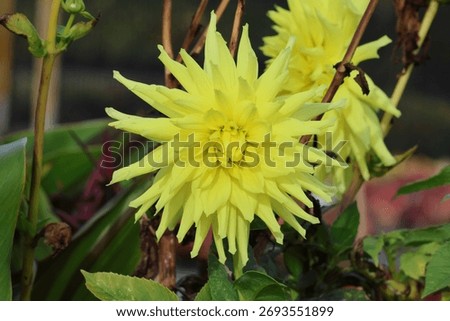 Single, close up, spiky, dramatic and showy large yellow dahlia flower.  Dahlia 'Trooper Dan' 
