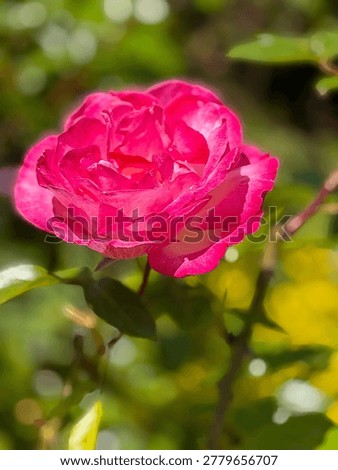 A single closeup image of a red rose in early spring with a blurred bacground