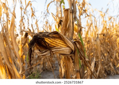 A single cob of ripe corn is revealed among the drying stalks in a golden field during the early evening. The warm sunlight enhances the rich color of the corn - Powered by Shutterstock