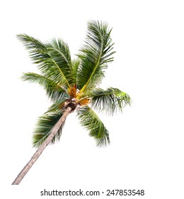 Single Coconut Palm Tree Isolated On White Background