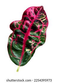 Single Codiaeum variegatum, Croton, leaf with colorful, isolated on white background. tropical ornamental plant. 