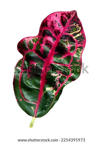 Single Codiaeum variegatum, Croton, leaf with colorful, isolated on white background. tropical ornamental plant. 