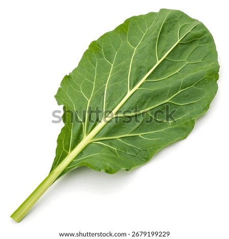 Single Collard Green Leaf Isolated on White Background