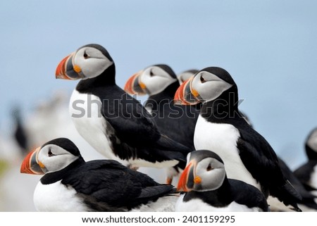 Single Colorful Atlantic Puffin (Fratercula arctica)
Standing on a Rocky Cliff