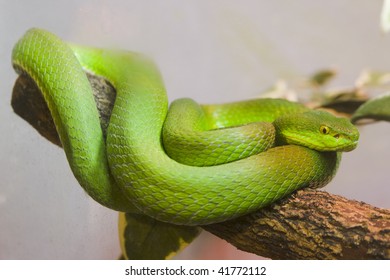 Single Colorful Scrunch Green Young Snake Stock Photo (Edit Now) 41772112