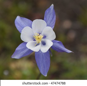 1,387 Colorado columbine flowers Images, Stock Photos & Vectors ...