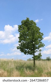 Single common hackberry tree in a field at the Linne Woods restored tallgrass prairie in Morton Grove, Illinois