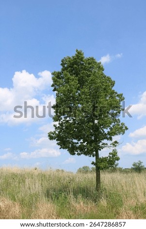 Single common hackberry tree in a field at the Linne Woods restored tallgrass prairie in Morton Grove, Illinois
