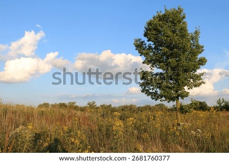 Single common hackberry tree in a sunflower field at dusk at the Linne Woods restored tallgrass prairie in Morton Grove, Illinois