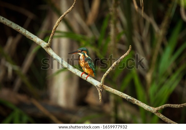 A single Common Kingfisher\
resting on a branch in the mangrove swamps of Pasir Ris Park in\
Singapore