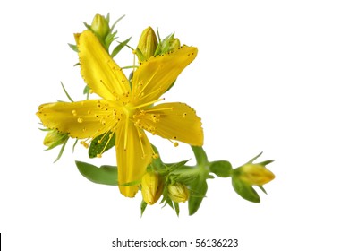 Single Common St. Johnswort Flower Isolated On White