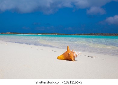 Single Conch Shell Laying On A White Sand Beach In The Bahamas Island