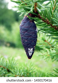 Single Cone Of Picea Mariana, Black Spruce